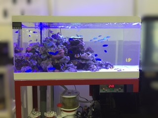 中古水槽 販売予定 【超レア！！W900 オーバーフロー水槽 ZESTカラー